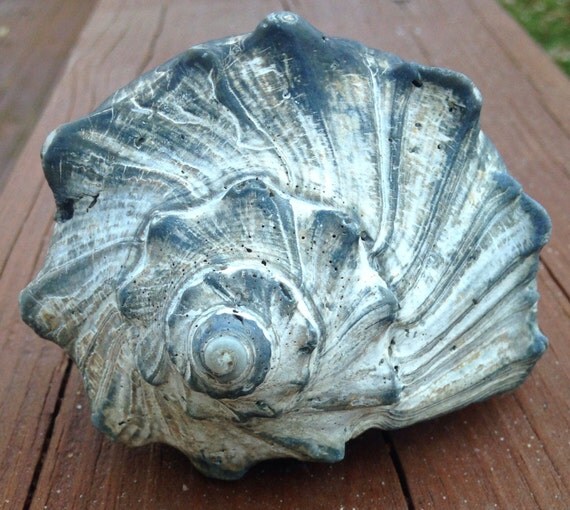 Whelk Conch Shell Large Sea Shell Broken Shell Craft