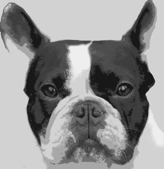 French Bulldog Pop Art Paint By Number Kit
