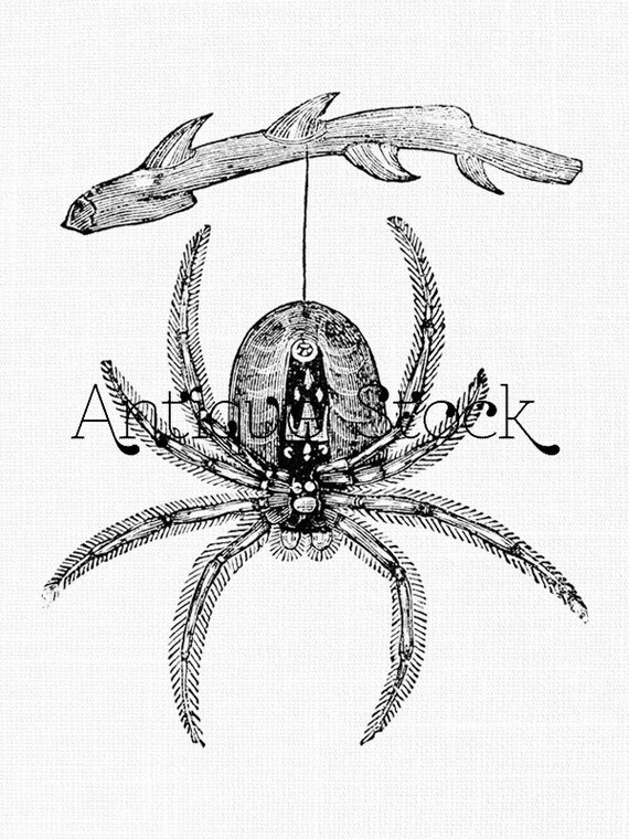 Spider Clip Art - Hanging Spider Line Drawing Digital ...