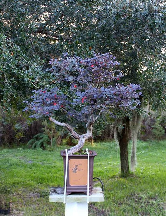 Mature Loropetalum Bonsai Tree by LiveBonsaiTree