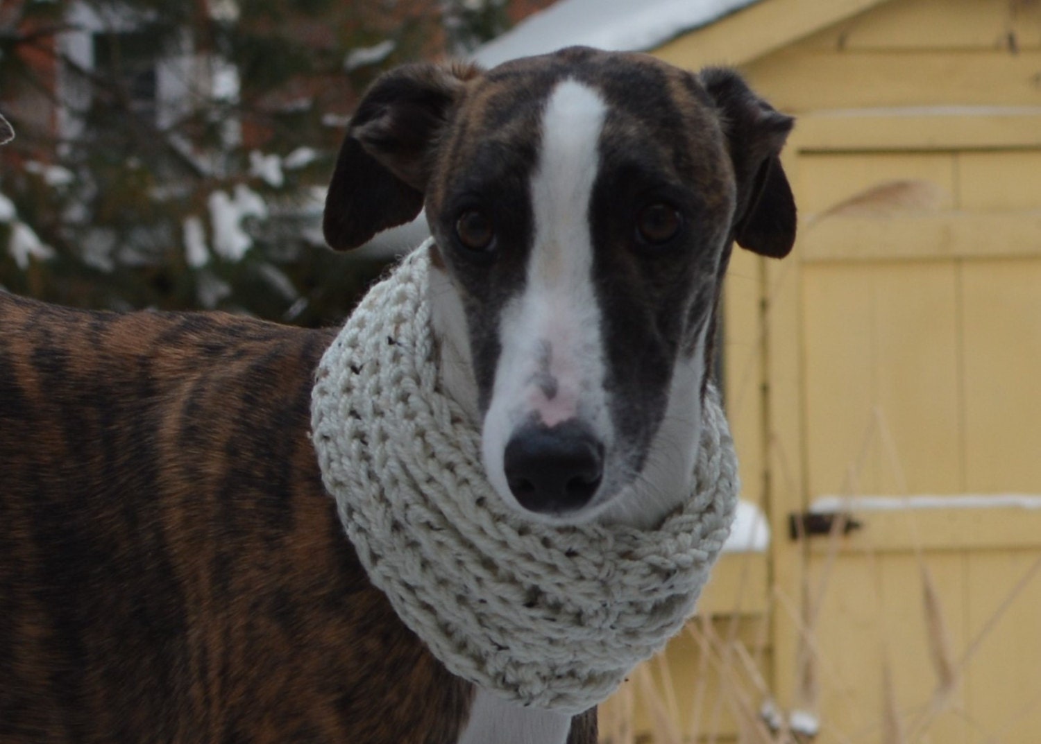 Whippet Clothing Knit Dog Cowl Whippet Cowl Dog by RockingPony