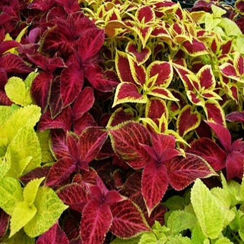 coleus rainbow mix flower seeds solenostemon scutellarioides coleus rainbow mix flower seeds solenostemon scutellarioides
