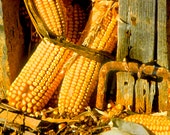 Corn on the Cob, Maize, Corn Stick, Yellow Corn Field, Amish, Amish Country, Mennonite, Americana, Fine Art Photography, Wall Art