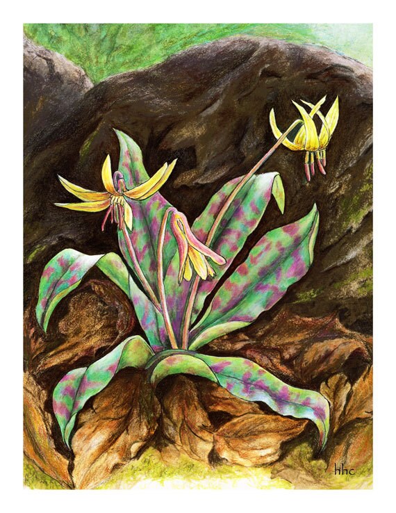 Trout Lily Cards & Prints from Original Painting