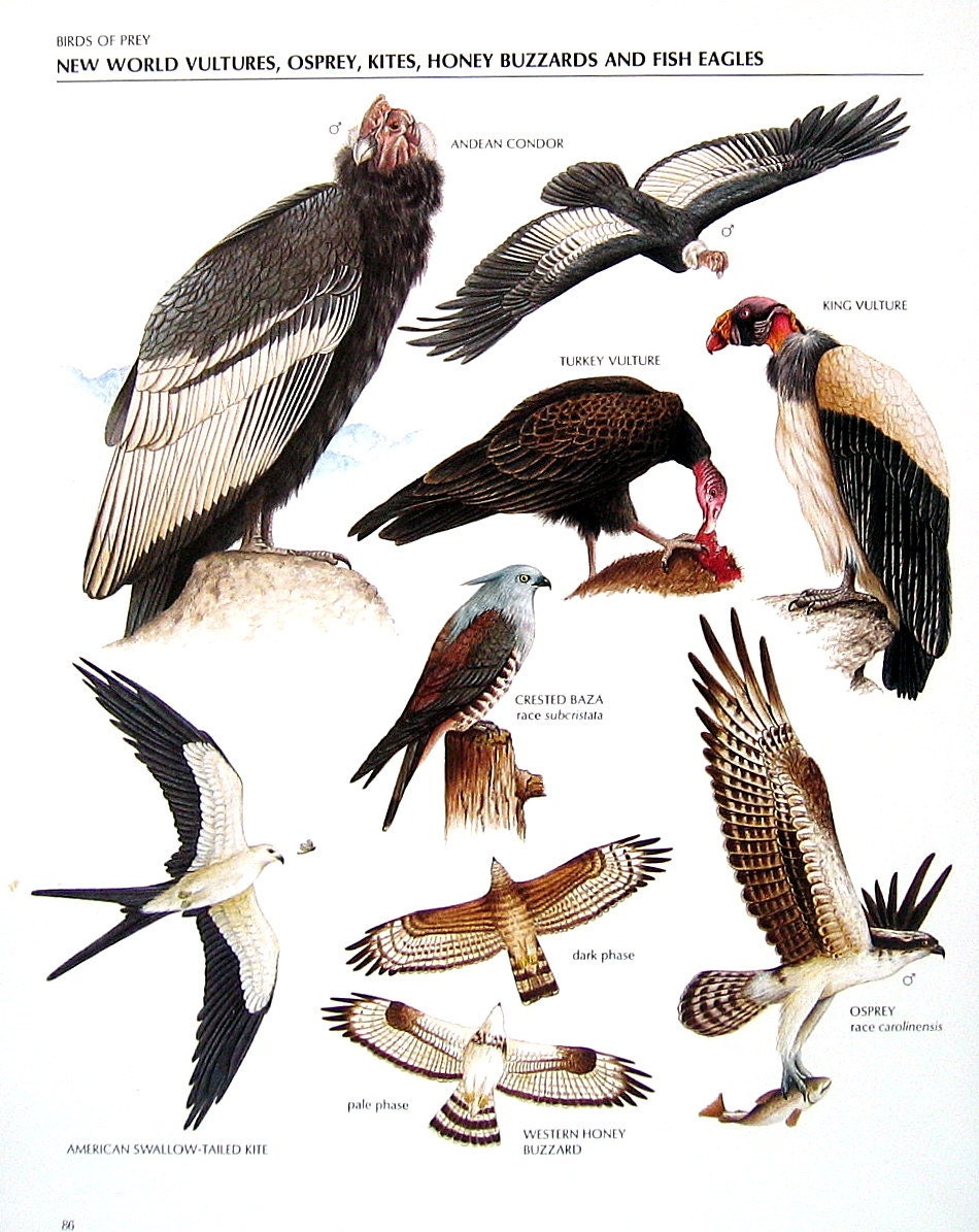 Vintage Bird Print Andean Condor Turkey Vulture Crested