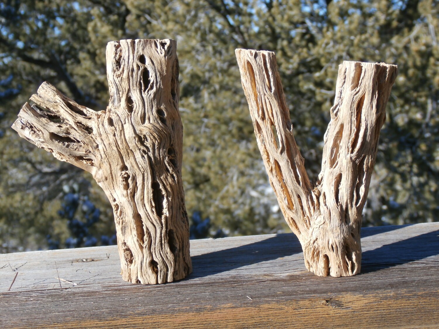 Cholla Cactus Skeleton Craft Wood Kit