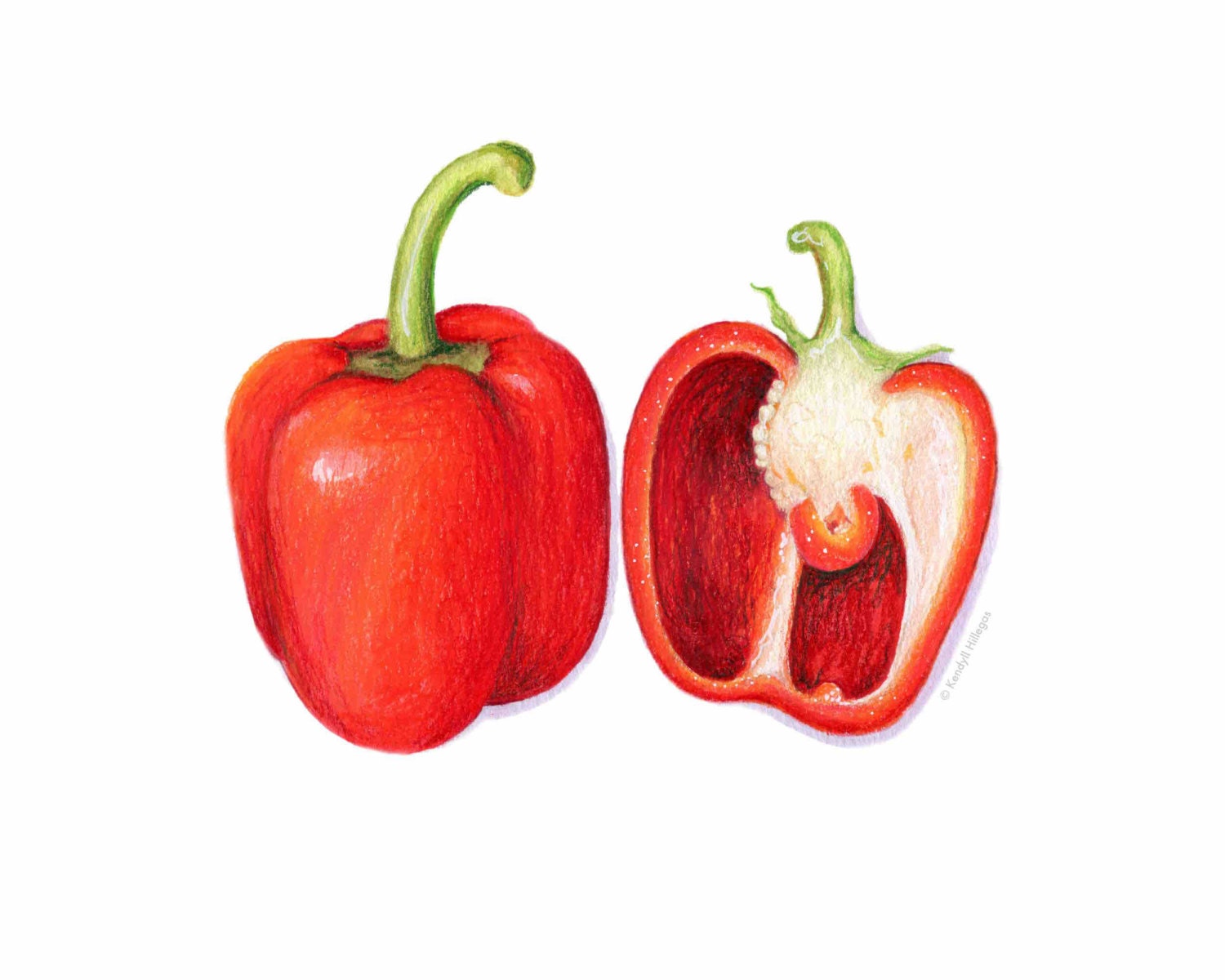 Red Bell Pepper Art // Food Illustration // Art Print