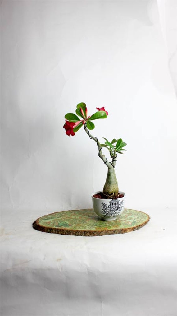 Desert Rose Bonsai Tree by LiveBonsaiTree