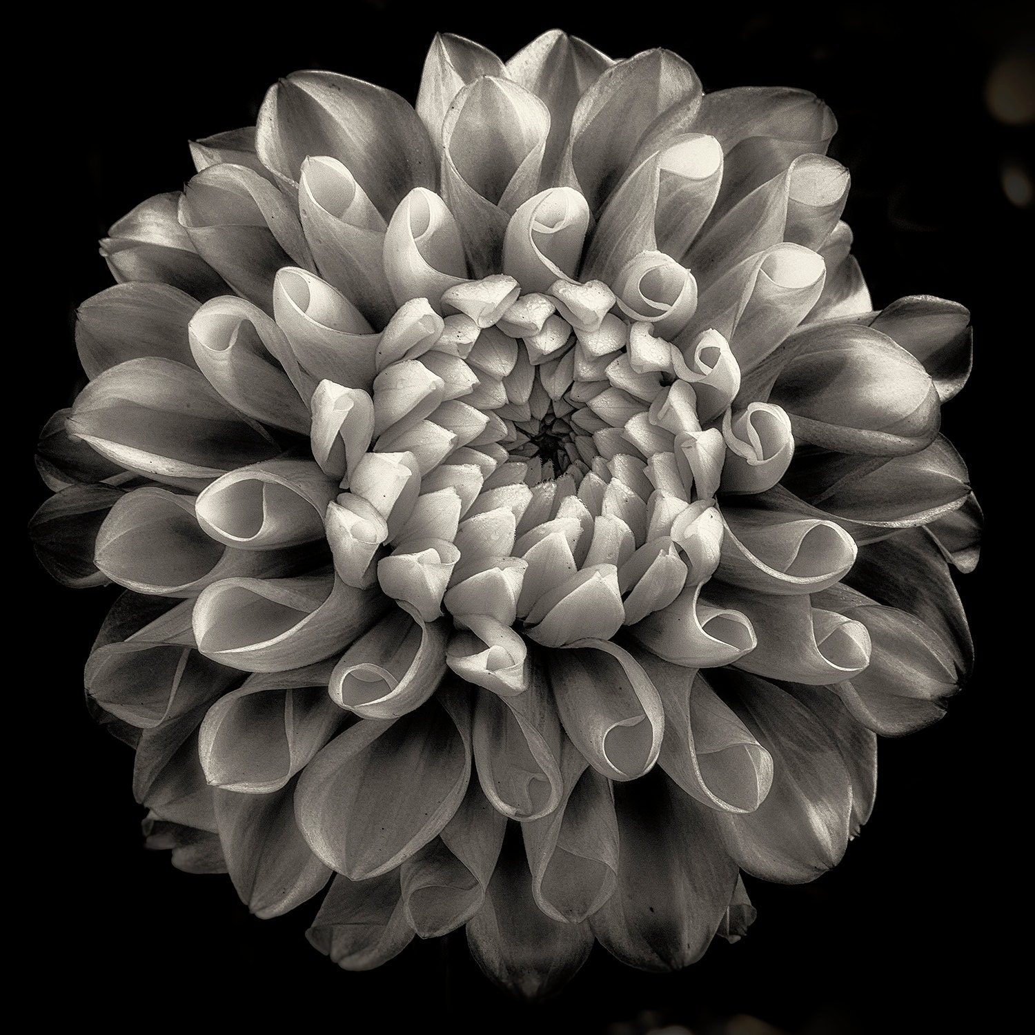 black dahlia flower www imgkid com the image kid has it black dahlia flower www imgkid com the image kid has it