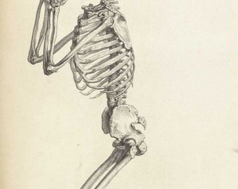 Praying Skeleton by William Cheselden 1733 reproduction of anatomical print