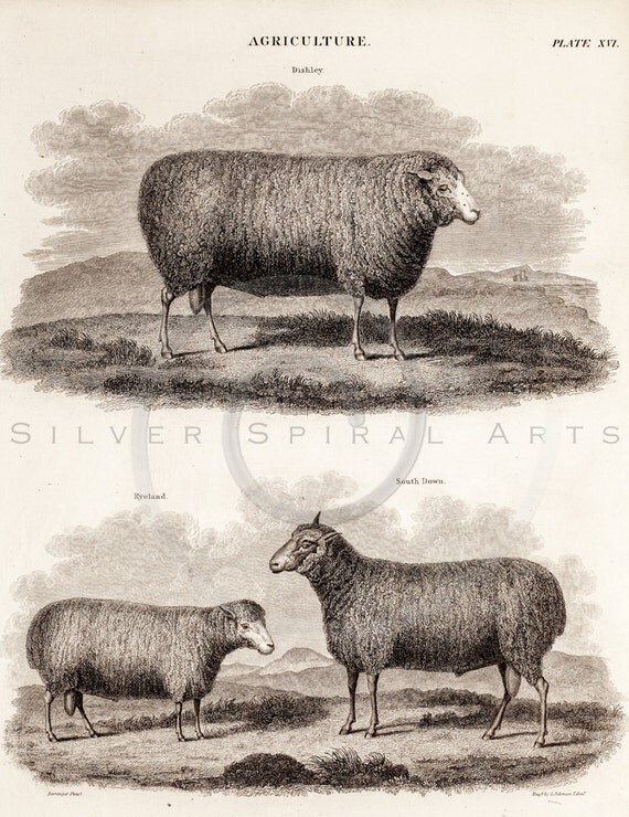 Items similar to Vintage Sheep Animal Illustration Printable 1800s ...