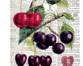 Cherries - Cherry Fruit - Vintage Dictionary Art Print - Print Size, 8x10,Page Size 8.5x11