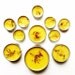 Calendula Balm . all purpose healing salve