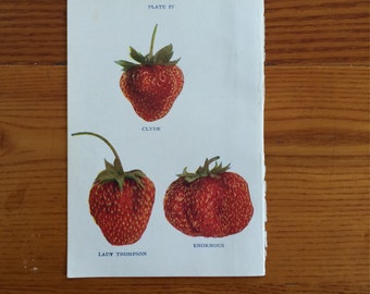 1913 strawberry berries berry fruit print original antique miniature botanical print - strawberries pl 4 clyde lady thompson knormous