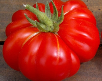 50+ Costoluto Fiorentino Tomato Seeds- Italian Heirloom Variety