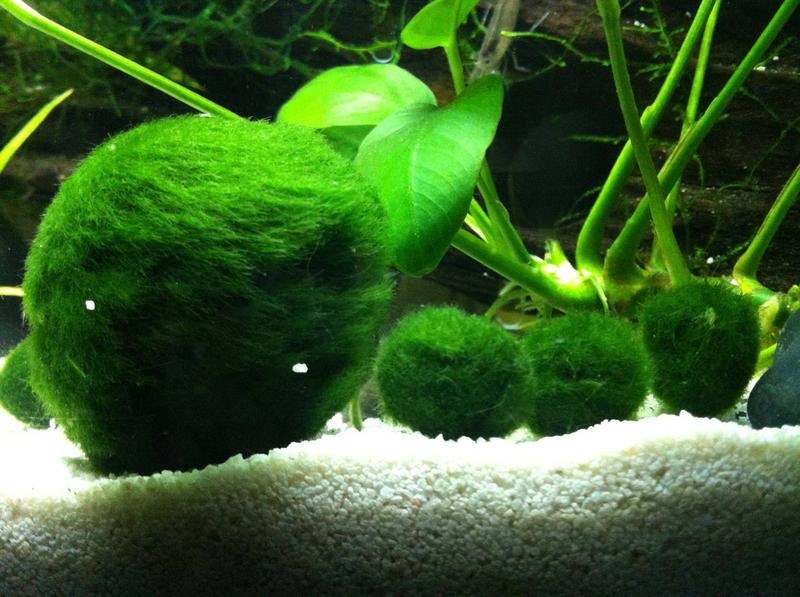 Marimo Moss Ball 1 Inch diameter Beginner Live Fresh Water