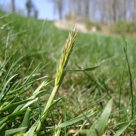 Red River Crabgrass Seed