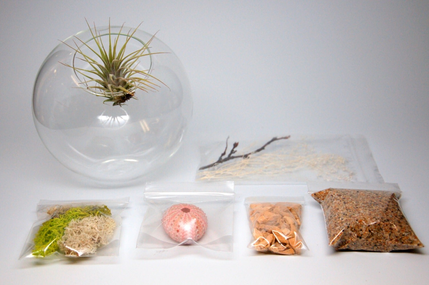 DIY Beach Theme Terrarium Kit with Sea Urchin Shell Moss