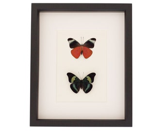 Framed Butterfly Set Red Flasher Mounted Insect Display
