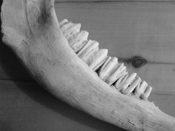 Elk Jaw Bone with Molar Teeth/Free Shipping by CarolinaCollected