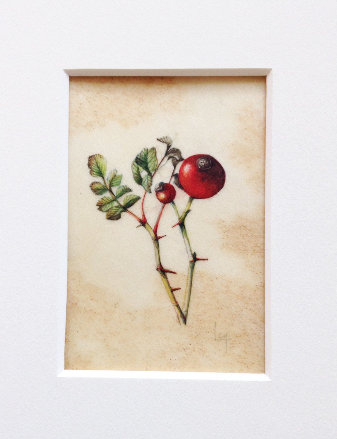 Original Botanical Watercolor on Vellum of Rosa