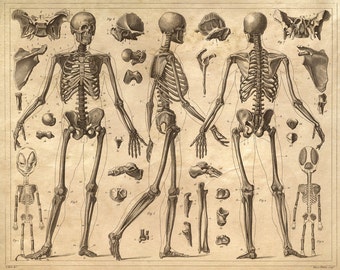 Skeleton Anatomy Diagram Human Body - Vintage Print Reproduction. Doctor Office Educational Chart Biology Science Poster. CP105
