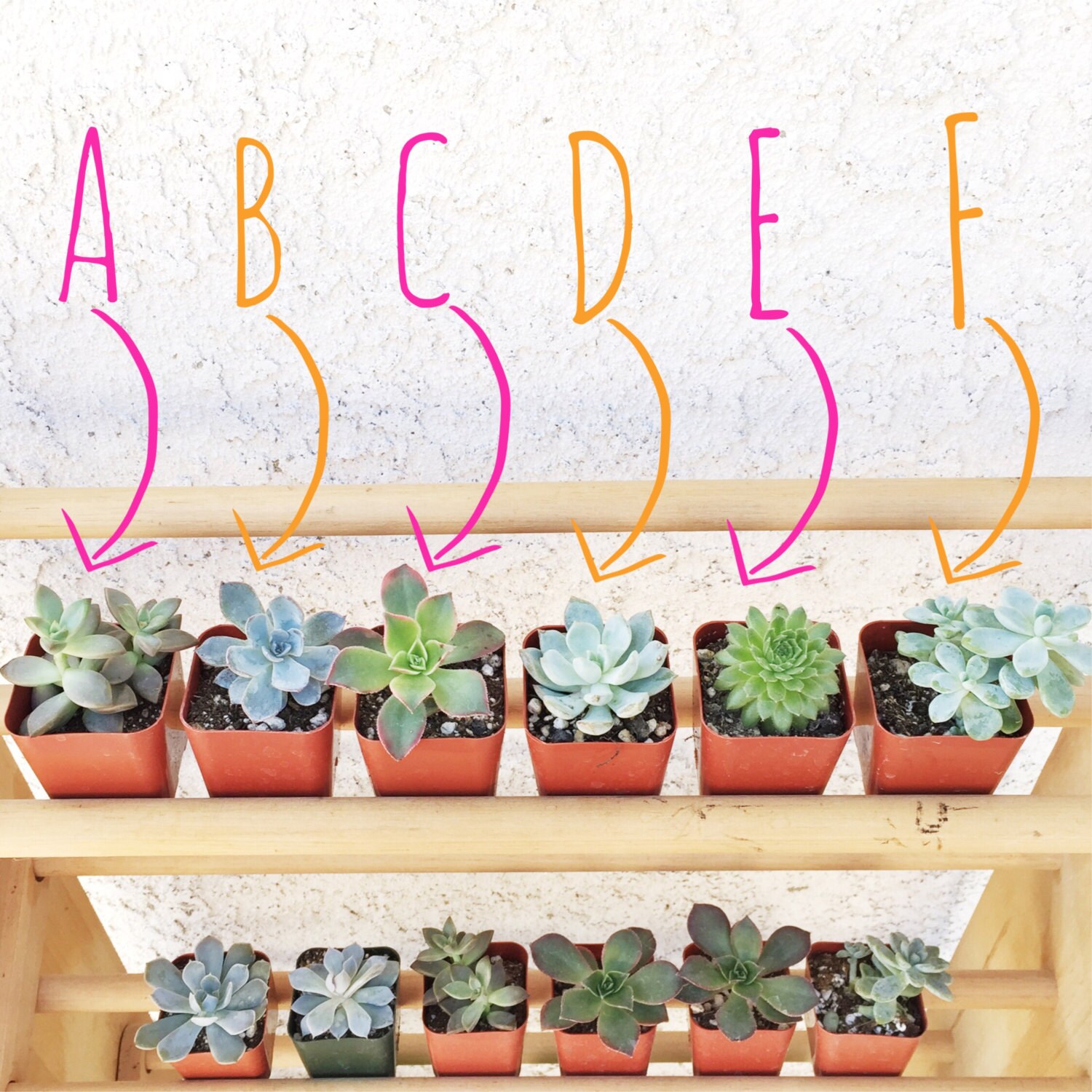 Mini Flower Print Miniature Succulent Planter Pot Kits