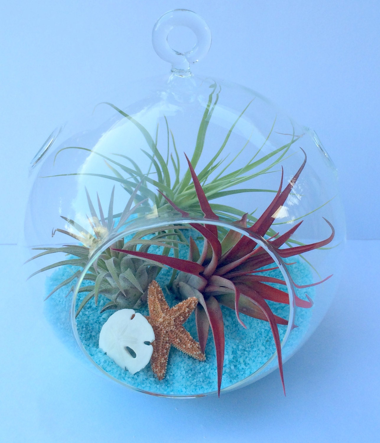 Air Plant Medium Orb Hanging Terrarium Clear Glass Orb Kit