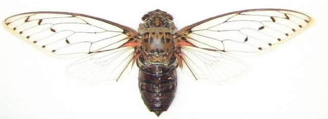 6.5 Real Cicada butterfly Pomponia Intermedia spread