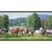 Wallpaper Border - 2 Rolls Sunworthy Wild Horses, PT018102B, 10 1/4" x 5 Yards, Vinyl, Pre-pasted, Washable