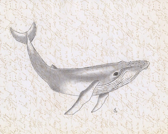 Whale art print original pencil drawing