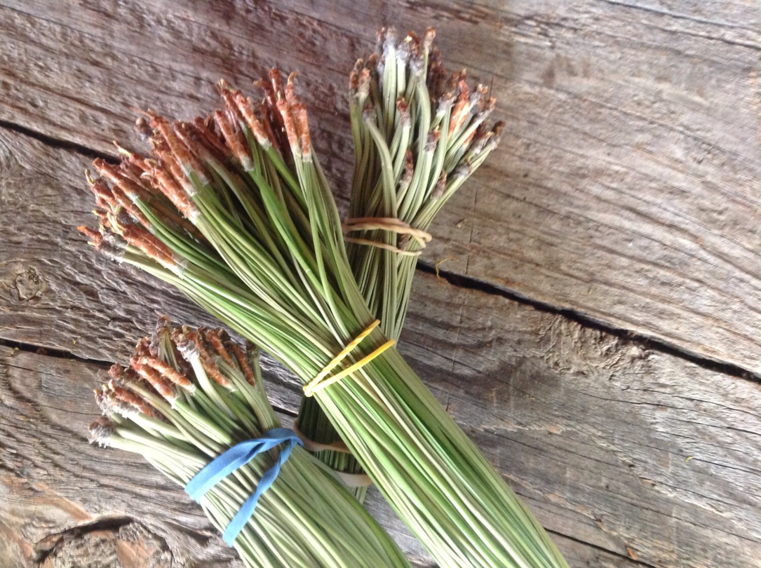 3 Bundles Ponderosa Green Pine Needles 100 by LadyHawkTreasures