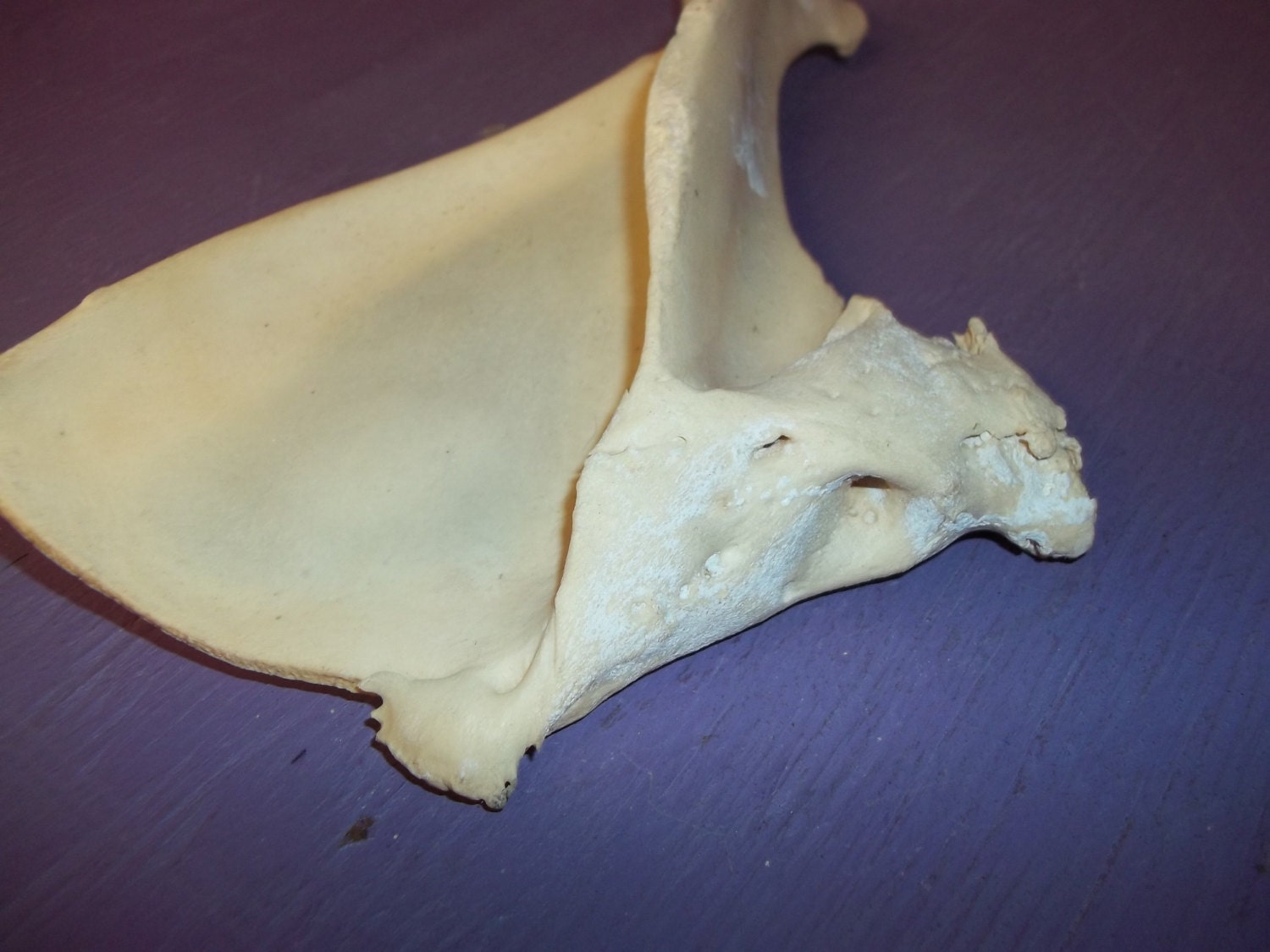 deformed shoulder blade bone elk deer real animal taxidermy