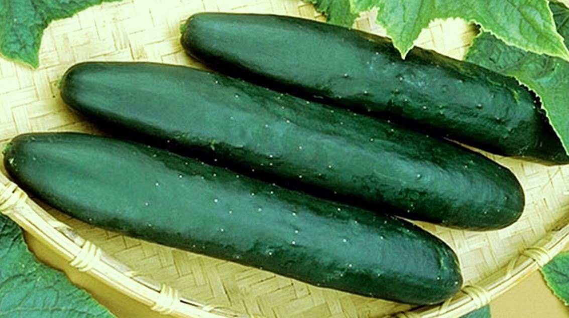 75 Heirloom Cucumber Seeds Straight 8 Heirloom Straight
