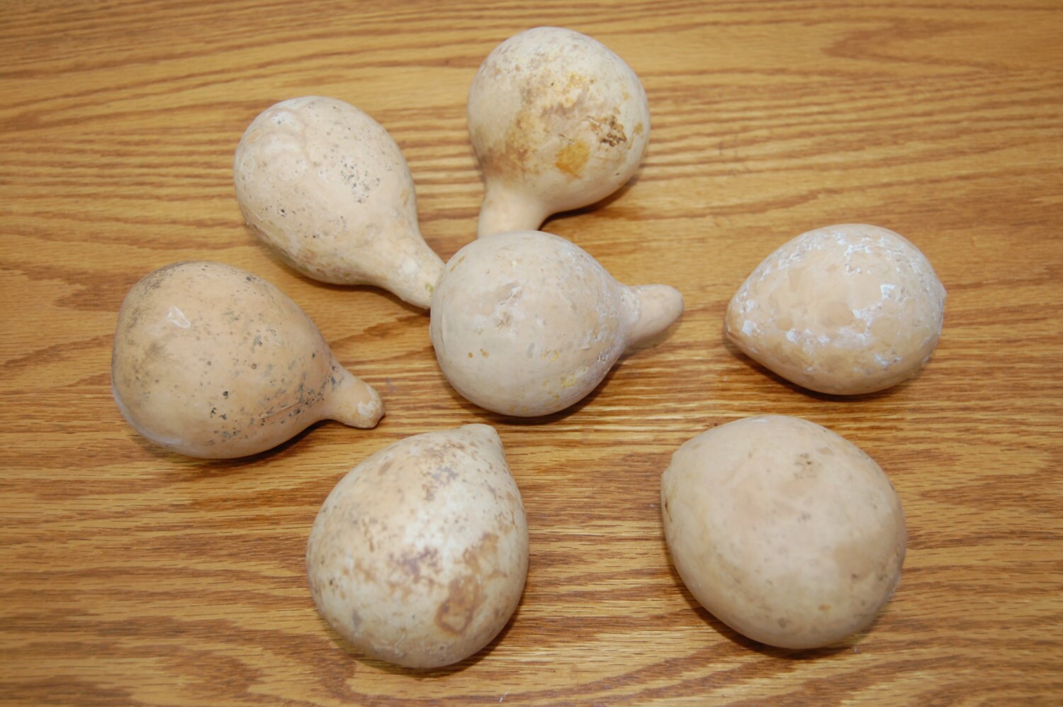 Assorted Dried Gourds Farm Raised Field Dried 7