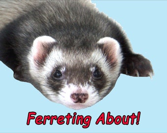 Ferret Fridge Magnet 7cm by 4.5cm, Ferreting About