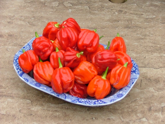 Aji Chombo Pepper Seeds Capsicum chinense a type of Scotch
