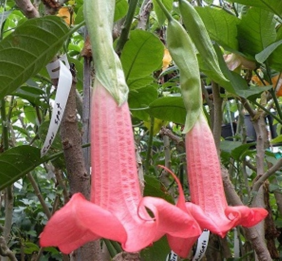 Angels Trumpet Pink BRUGMANSIA SEEDS Huge, Fragrant Trumpet flowers