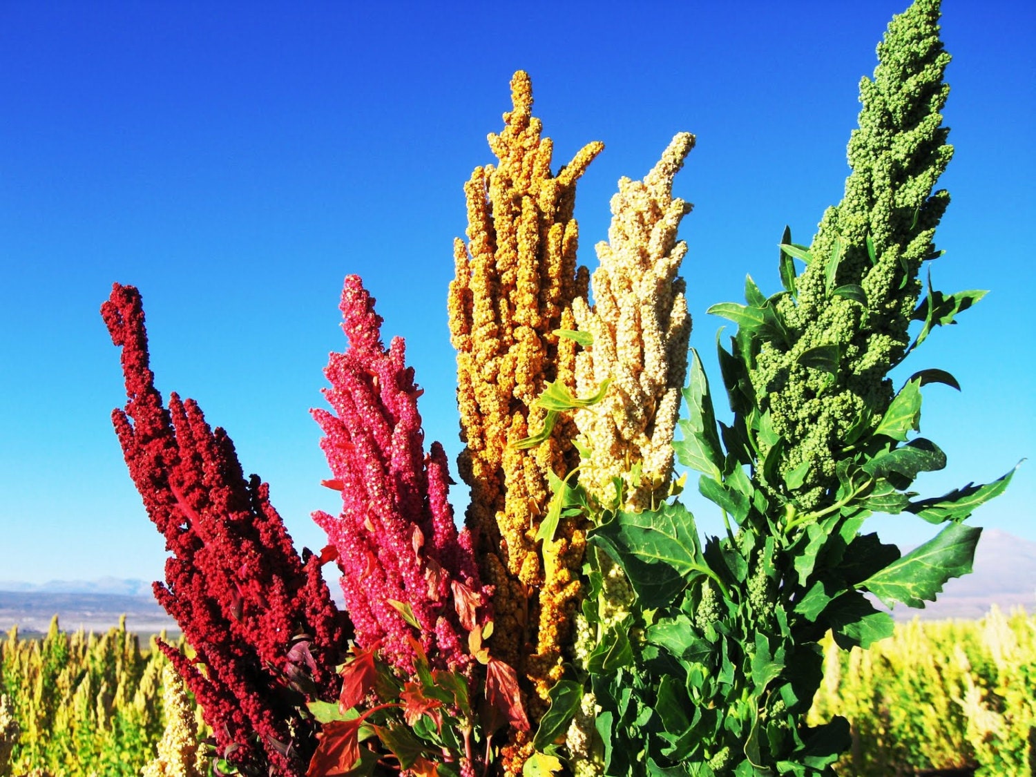 BIG SALE Quinoa plant Seeds Chenopodium quinoa Brightest BIG SALE Quinoa plant Seeds Chenopodium quinoa Brightest