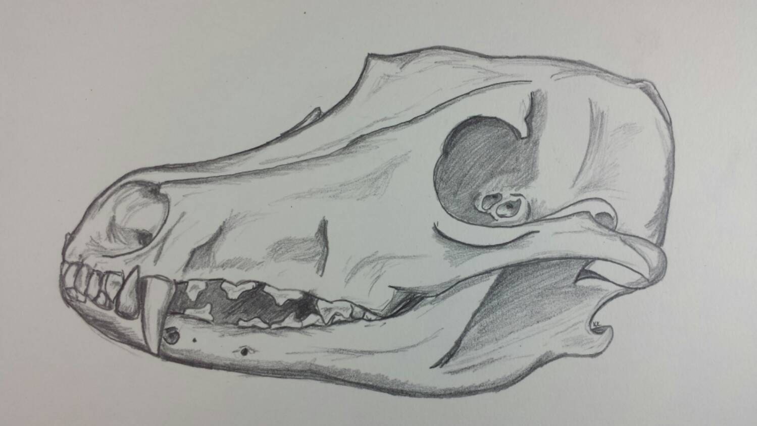 Coyote Skull Pencil Sketch