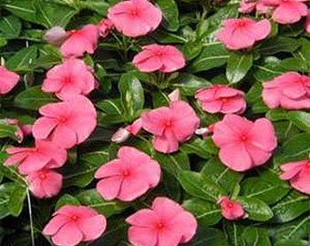Vinca- Periwinkle- Pink- 50 Seeds