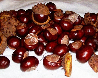 SEEDS, 30 + Horse Chestnuts Fresh Picked, Aesculus hippocastanum - Buckeye Family