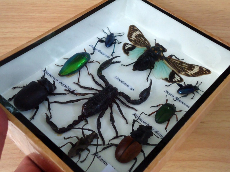 Insects beetle bugs shadow box taxidermy wood frame by Topinsects