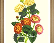 Popular Items For Lantana Flowers On Etsy