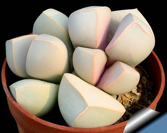 Lapidaria margaretae SB1798 20 seeds Rare Cactus Living Stones Succulent Plant Flower Gift