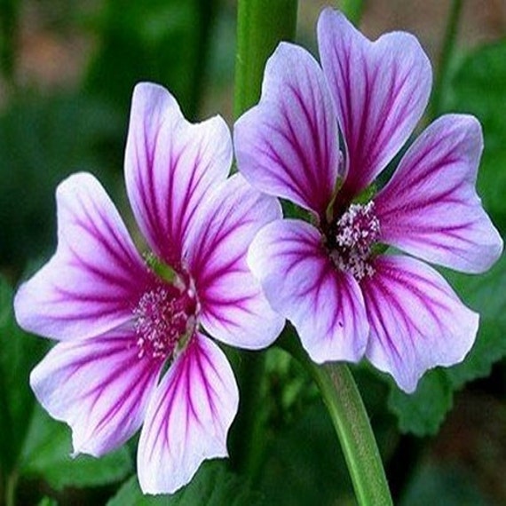 Hollyhock Zebrina Flower Seeds Malva Sylvestris 50Seeds