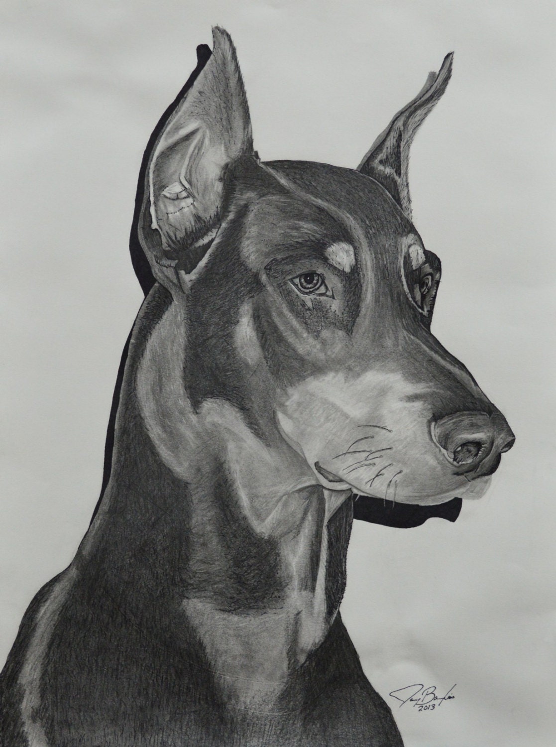 Doberman Original Pencil Portrait Drawing by BaylissGallery