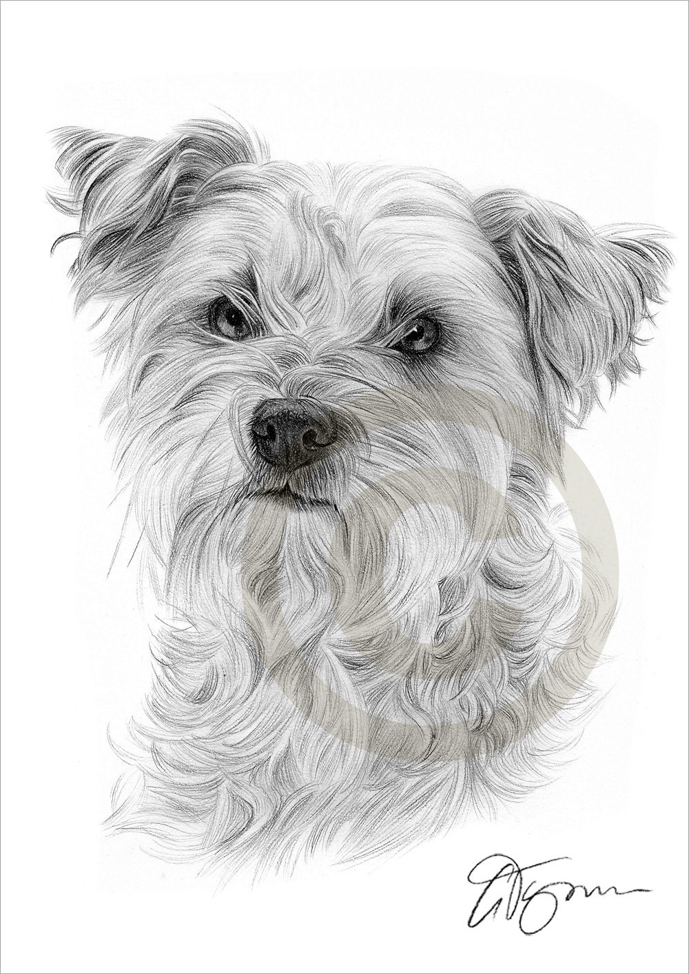 Hund Cairn Terrier Bleistiftzeichnung print A4-Größe