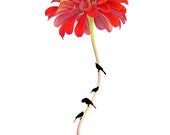 Red Flower Fine Art Photograph Beneath the Zinnia Tree Bird Surreal Silhouette Whimsical