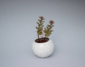 Small handmade ceramic succulent planter- white- flower pot- planter for flowers- air planter